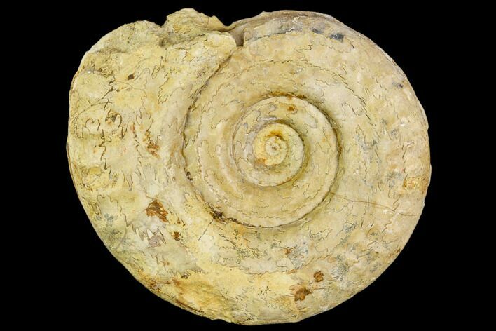 Fossil Ammonite (Hildoceras)- England #110804